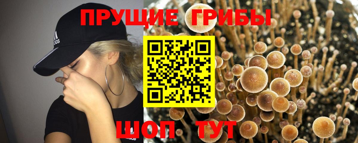 Алатырь  Псилоцибиновые грибы MAGIC MUSHROOMS  как найти   Вход с VPN 